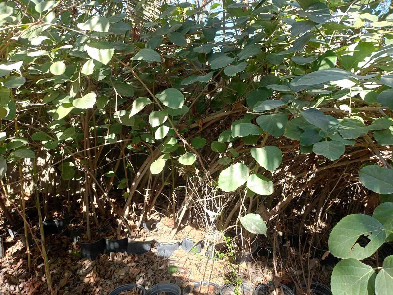 مشتل كرار الزراعي الأسعار جمله فقط
بمبر امايات حجم سندان 24 ارتفاع شتله مترين اله ع 3متر وأكثر عود جبر بي واحد انج هم 
سعر 5٫250
العدد بيهن موجود 250شتله 
تحياتي الكم احبتي متابعين 
العنوان بغداد الكريعات يم وقف سني 
واتساب ***********
