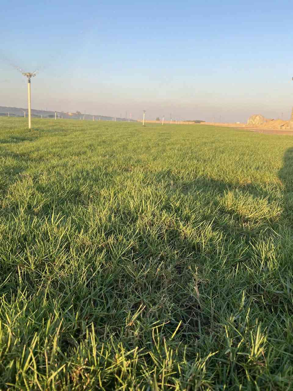 يتوفر ثيل استرالي في محافظه البصره طبيعي درجه أولى للتجهيز الحدائق والمشاريع والشركات والدوائر والمنتزهات وشاليهات ونسبه نجاحه( 💯) مقاوم الفصول الاربعه ومقاوم للماء المالح متوفر توصيل داخل محافظه البصره خلال 24 ساعه 🚛 ))..  للتواصل والاستفسار الرقم ***********
