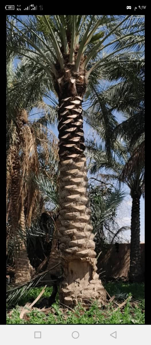 سلام عليكم اشتغل تكريب وتنضيف وتلقيح النخل وعندي منشار لتقطيع النخل والاشجار وهذا شغلي وهذا رقمي ***********
