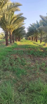 أرض زراعية • بستان • نخيل • بيت للبيع • عقار سدر دغارة • أرض زراعية لل...