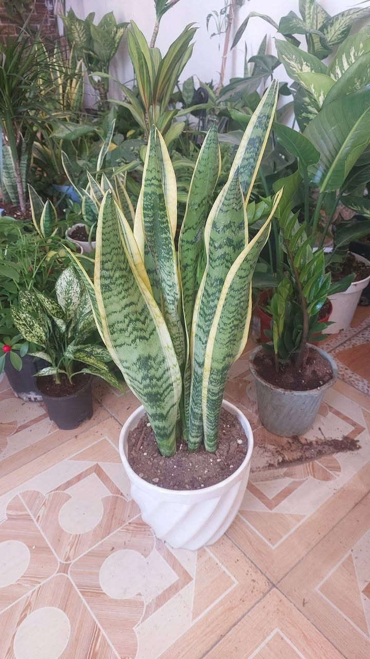 نباتات طبيعية للبيع هولنديه يوجد توصيل داخل كركوك


**إذا كنت صاحب هذا الإعلان وتريد حذفه لأي سبب، رجاءا أرسل رسالة إلى الدعم الفني**