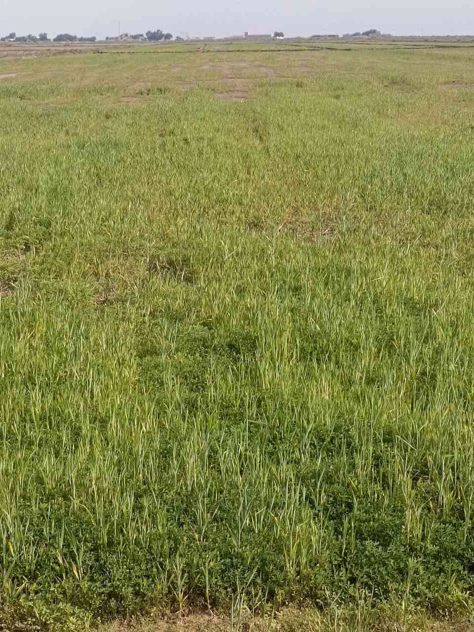 شروه للبيع 50دونم بسعر مناسب الشذيريه قرب معامل  الطابوق أتصال عل الرقم ***********0 أو خاص
