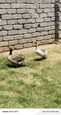 غازه عتگيه • ابنها • ناحية الشورة