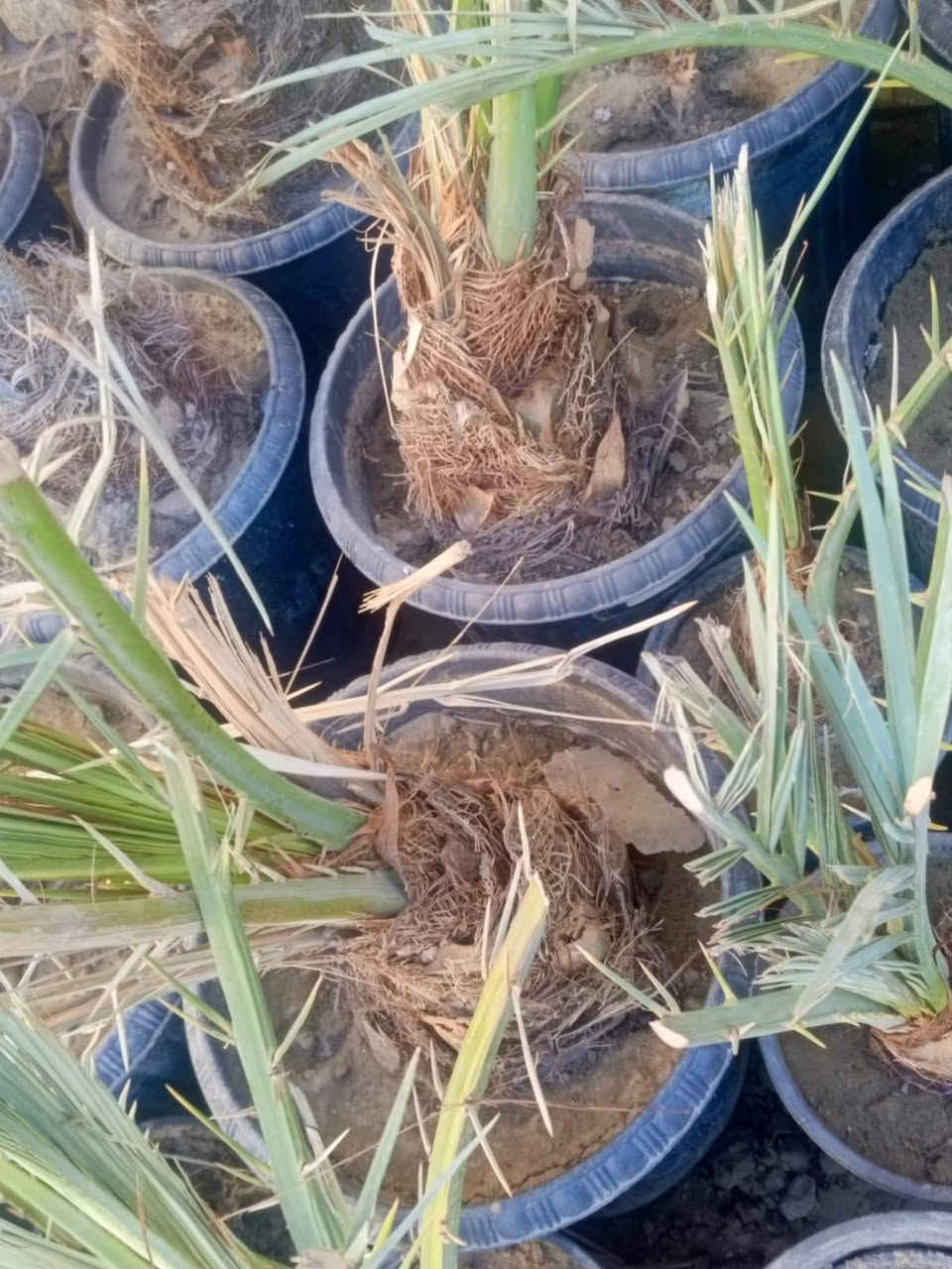 بسم الله الرحمن الرحيم 
تخيضات تخفيضات  تخفيضات 
مع وصل ضمان اتعهد بلصنف والنوعيه حتى الاثمار 
بغضن بيكم اهل الجشع والتريدون تكطعون برزقي.
اليوم جوه السوك مع الضمان 
برحي حر مجذر شهرين ونص يجهز على السادس 100 الف فقط 
مجهول مجذر صارله شهرين ونص يجهز على السادس 100الف فقط 
بريم مجذر صارله شهرين ونص يجهز على السادس 36الف فقط 
بريم قلع 32الف فقط ماكو وحدة من 10فسائل 
شويثي احمر مجذر صارله شهرين ونص يجهز على السادس 36الف فقط 
مكتوم مجذر صارله شهرين ونص يجهز على السادس 40الف فقط 
جبجاب كربلاء مجذر صارله شهرين ونص يجهز على السادس 75الف فقط 
صكعي مجذر وجاهز 80الف فقط 
خلاص مجذر وجاهز 80الف فقط 
للحجز مشتل الزهراء في ميسان العماره بستان دور النفط شارع مقبره الصابئه قرب جملونات بيت العنتاكي للدواشك والحصران داخل الفرع 
***********
***********
ملاحظه تحجز ترسل المبلغ تجيك رسله بلمبايل بلمبلغ مع العدد والصنف والمبلغ المدفوع مع وصل ضمان اتعهد بلصنف والنوعيه ومبلغ المال الواصل
