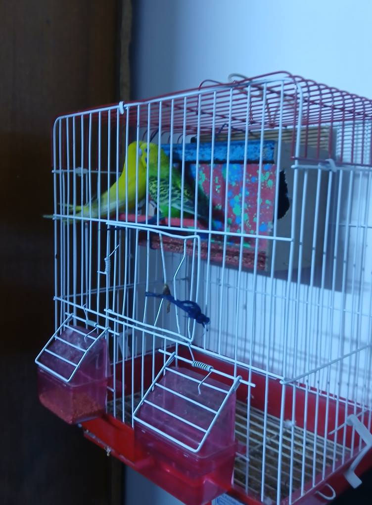 بلابل حب نثى وفحل صاحيات سعر 20 هنه  والقفص مكاني بغداد راسه مال امين ***********
