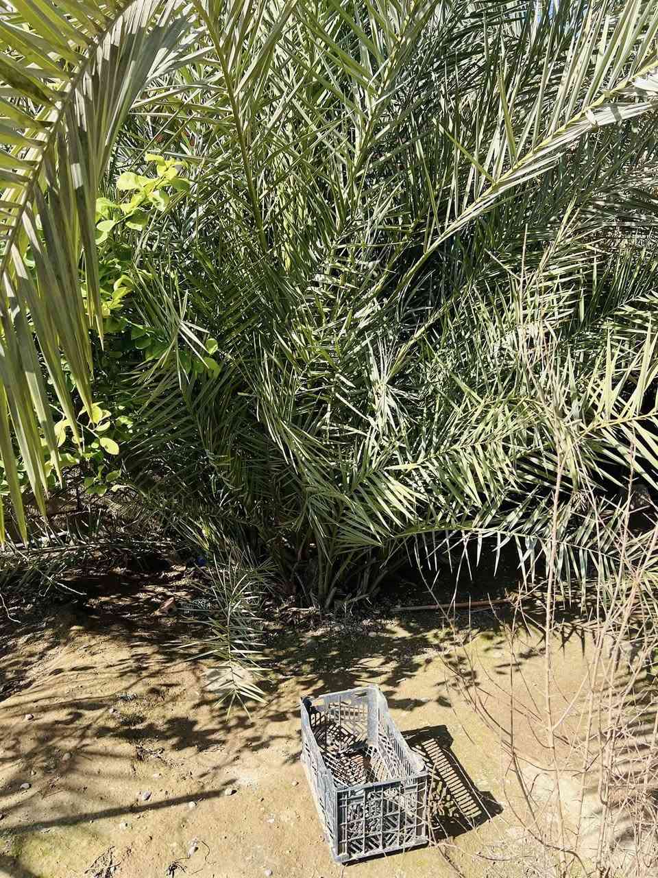 عمل اليوم في ناحية الزاب بتاريخ 11/2/2026 الأربعاء 
يم العم حسن العيسى ابو عمر 
الشغل هوا يقيم نفسو
قلع الفسائل و تكريب و تنضيف العناكيد القديمة و الأشواك 
اتصل وتدلل
للأتصال ***********
#تكريب
#تكريب_النخيل
#تكريب_وتنضيف_النخيل
