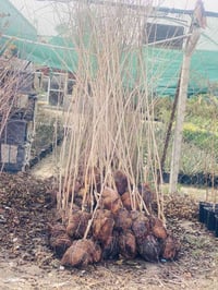 أشجار فواكه • مشتل شهيد العتبي • واسط العزيزيه