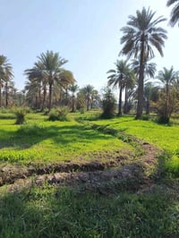 الصويره بجوميسه الشرقيه • دونم طابو زراعي • ماء وكهرباء