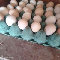 للبيع طبقة بيض عرب ملقح السعر 10 الاف الشراي يدخل خاص او يتصل على الرق...