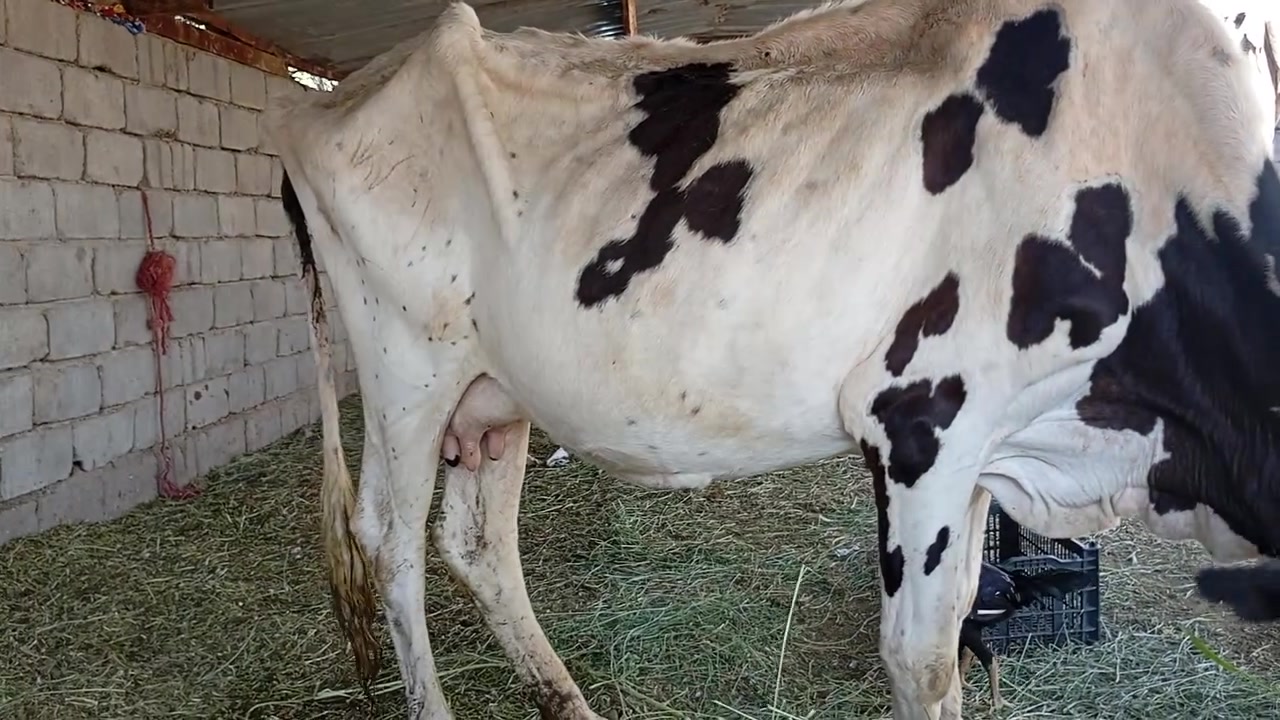 اللهم صل على محمد وال محمد هايشة البيع عليها عشار ٣شهر وتحلب متعهد كافت شروط جني بابل الشوملي سعر مناسب جداً الشراي ويوجد خدمت توصيل كل محافظات وحسب تفاق ***********

