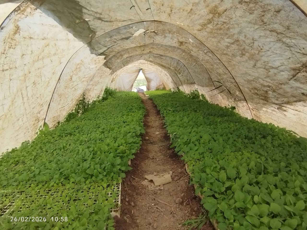 يوجد لدينا كافة انواع الدايات بذور متعهد  الاستفسار لاتصال على الىرقم ***********
***********
