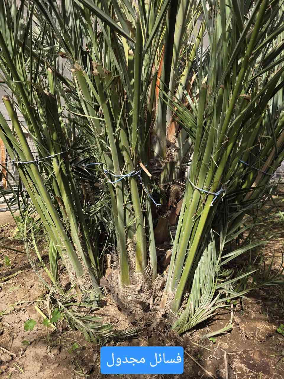 السلام عليكم ورحمه الله وبركاته
يوجد برحيه نشوه نسيجيه للبيع
ويوجد فسائل مجدول للبيع 
للاستفسار اكثر 
***********
