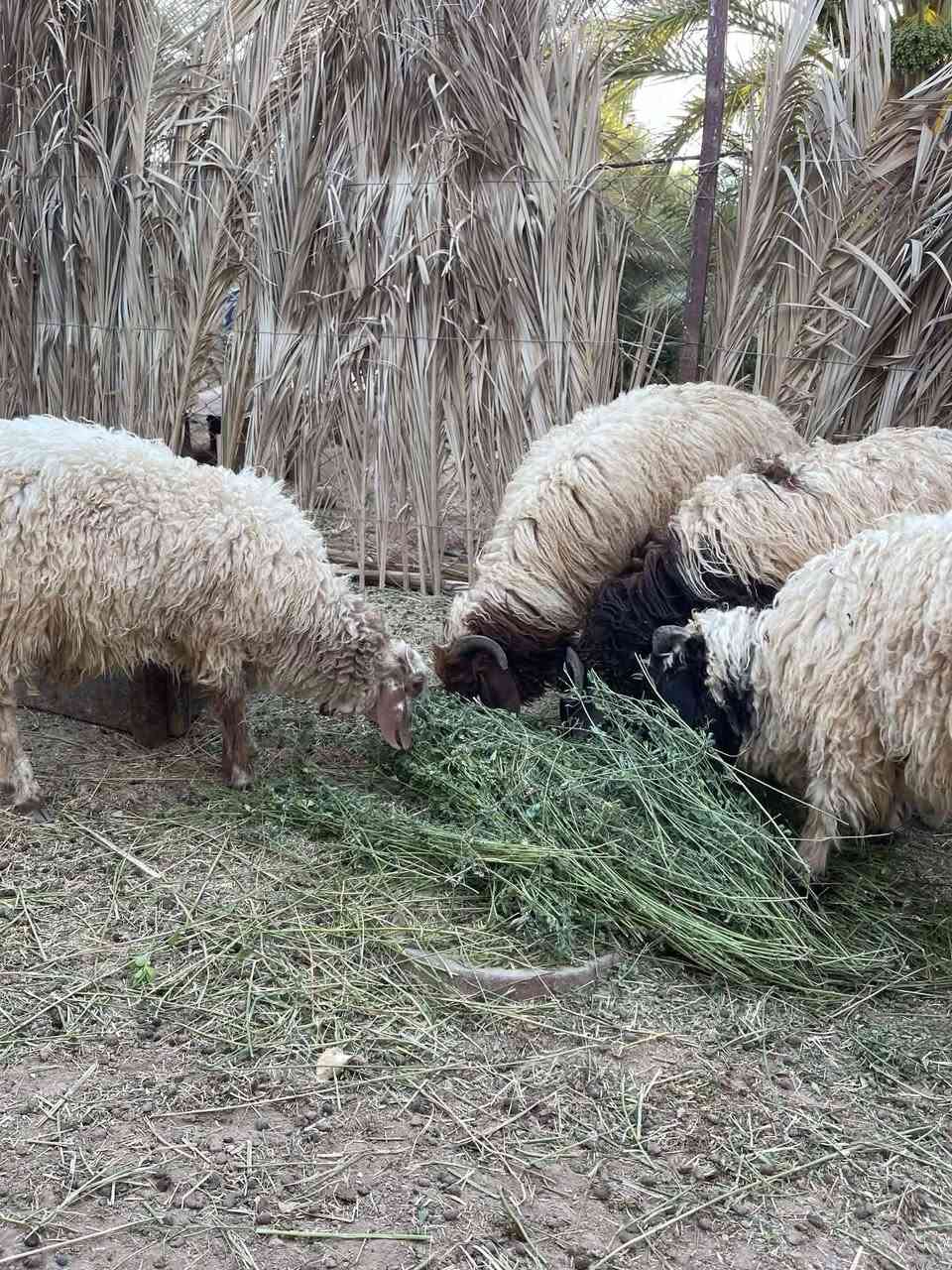 السلام عليكم 
اربع طليان خشنات ومعالفات يرهمن ذبح ويرهمن جنيه شرط النصاح سعر الكوم مليون واربعميه 1400 مكانهن قريه جريجب للتواصل ***********
