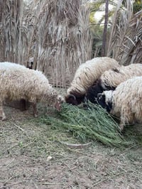 طليان • طلي • طليان للبيع • اغنام للبيع • اغنام • ماشية • ذبح • خراف •...