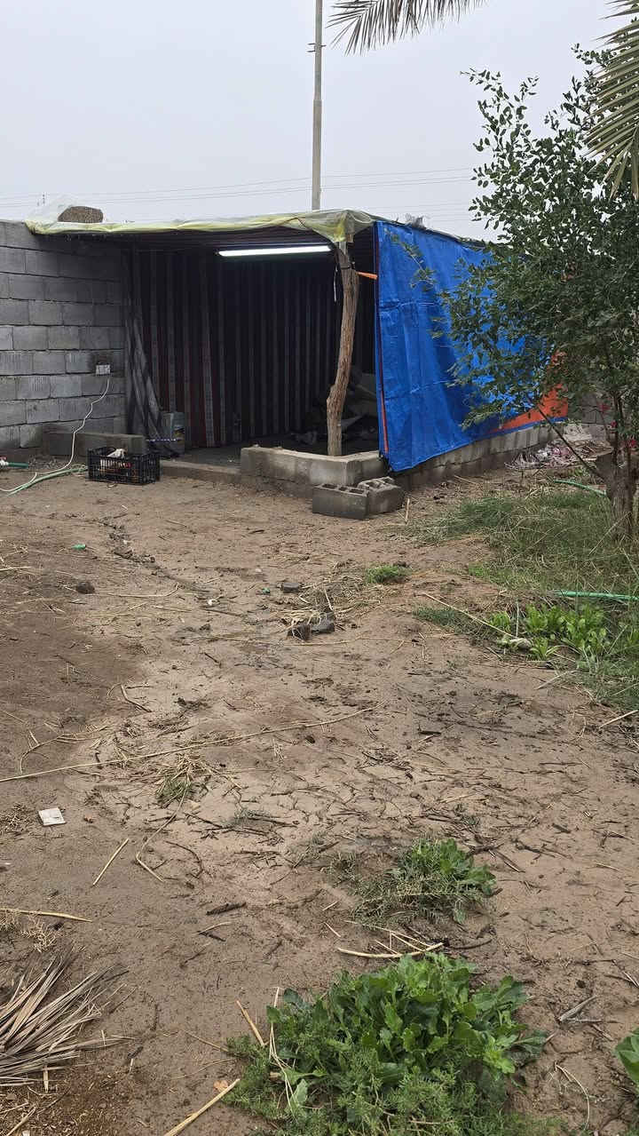 قطعه أرض للبيع مساحة 530متر مزروعه جميع نخيل برحي وبريم ام دهن انواع مختلفه  وانواع وسدار 🌴🌲🌺🌻🌷🌾🥀 مسيجه بلوك محكمه وباب سليت 🧱 وجها 25متر ونزال 20ونس نوع العقار وقف سني اصولي  العنوان بصره أبي الخصيب منطقه جيكور شارع الميناء عرض شارع 7متر جميع الخدمات متوفره ماء كهرباء مدارس جوارين ذهب ابو الخصيب القدامه سعر 38 مليون وبيه مجال الاستفسار اتصل أو وتساب ***********
