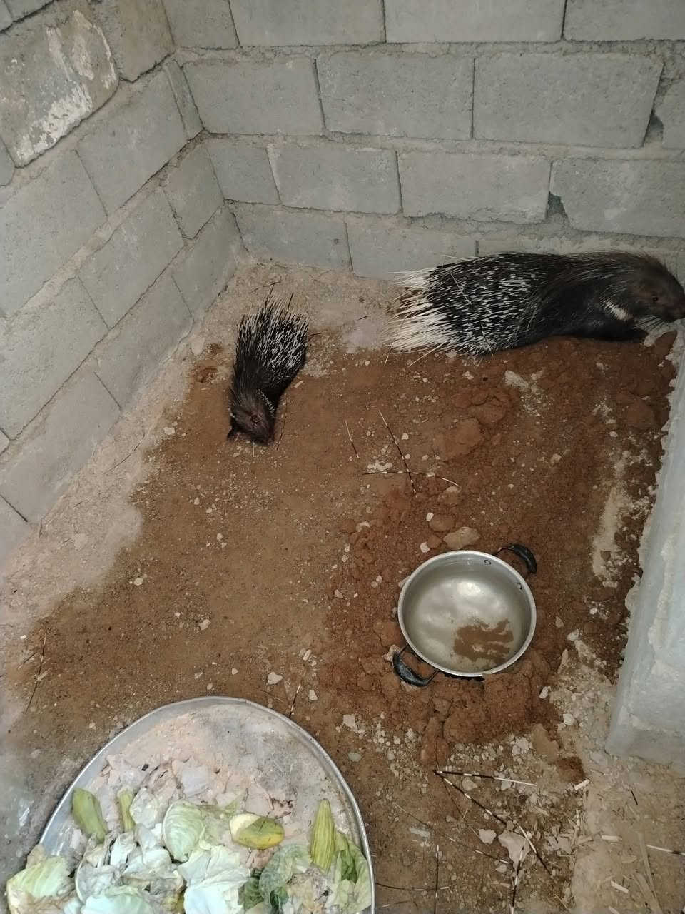 دعلج للبيع الامايه وابنهه كركوك *********** *********** حي النصر
