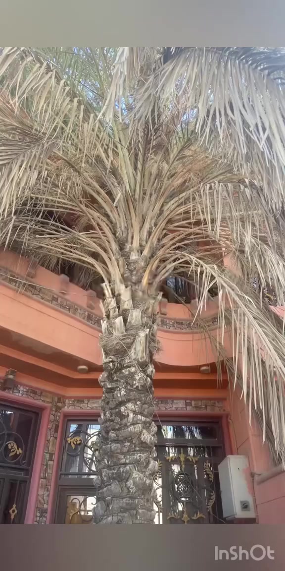 تكريب نخل داخل سامراء التواصل على الرقم متواجد واتساب
*********** ابو ياسين
