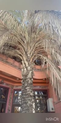 تكريب نخل • سامراء • واتساب