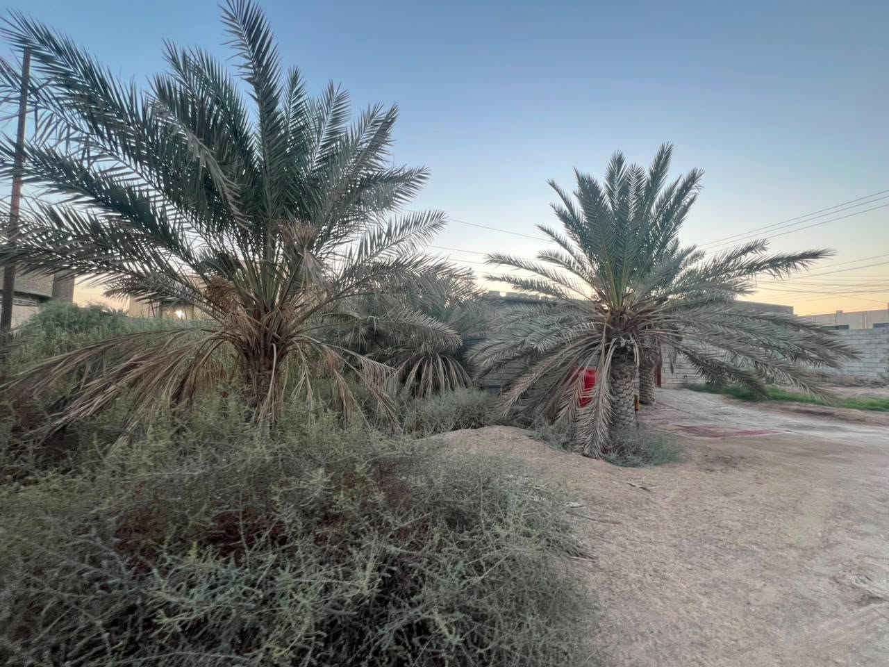 قطعه ارض طابو صرف زراعي سند 25
مساحه دونم 
موقع جيكور تقاطع الميناء بل ضبط موقع تجاري 
واجهيه 33
نزال جه 82 
اوجه الثانيه 76
ضهر القطعه علئ نهر متصل بل شط مباشر
تحتوي علئ بيوت عدد2
الاول 5غرف او صاله او مطبخ او ديوان او حمامات داخليه او خارجيه
الثاني 
غرفتين او مطبخ او صاله او حمامات
تحتوي القطعه عله 25_28نخله برحي***********

