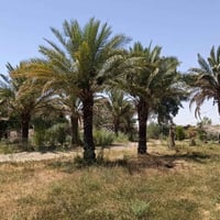 خمس دوانم • بيوت • نخل مثمر