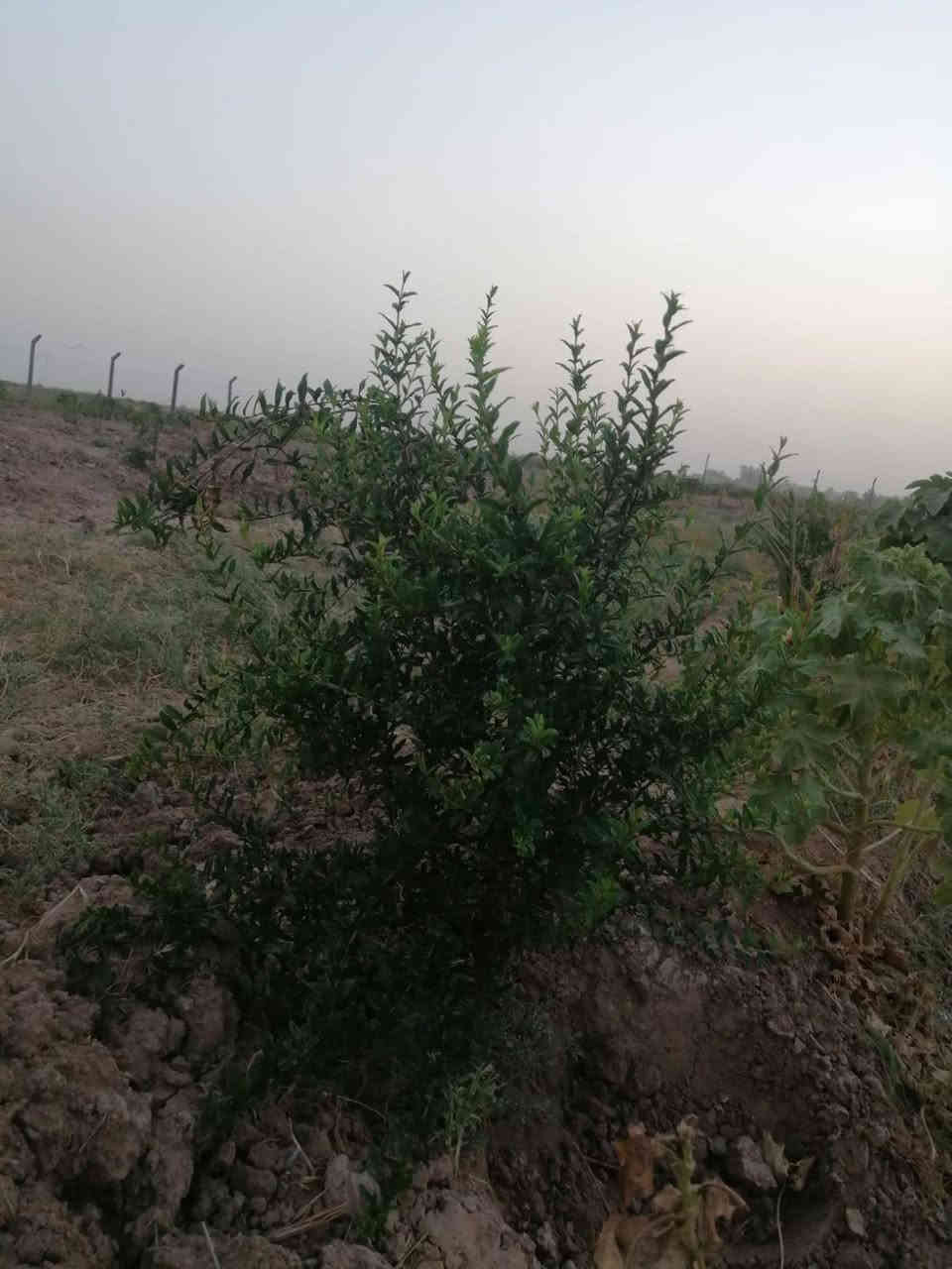 ألسلام عليكم/يتوفر دونمين زراعي عقد ٢٥ تحويل بأسم المشتري مغروسه اكثر من ١٠٠ فسيله واكثر من ٨٠ بيشة رمان وأيضا زيتون متوفر كافة الخدمات تبليط للباب ماء اساله ماء سقي كهرباء وطنيه مولد منطقه بير ارتوازي المدارس قريبه مستوصف قريب العنوان ناحيه كنعان شمر منطقة سكنيه #***********#***********
