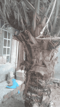 عندي نخلة بيهة ٤فسلان مندلاوي للبيع الي اريدهن يجي يشلعهن من امهن بعقوبة مفرك منطقه حجي ناصر قرب مدرسة لاؤزعي ***********
