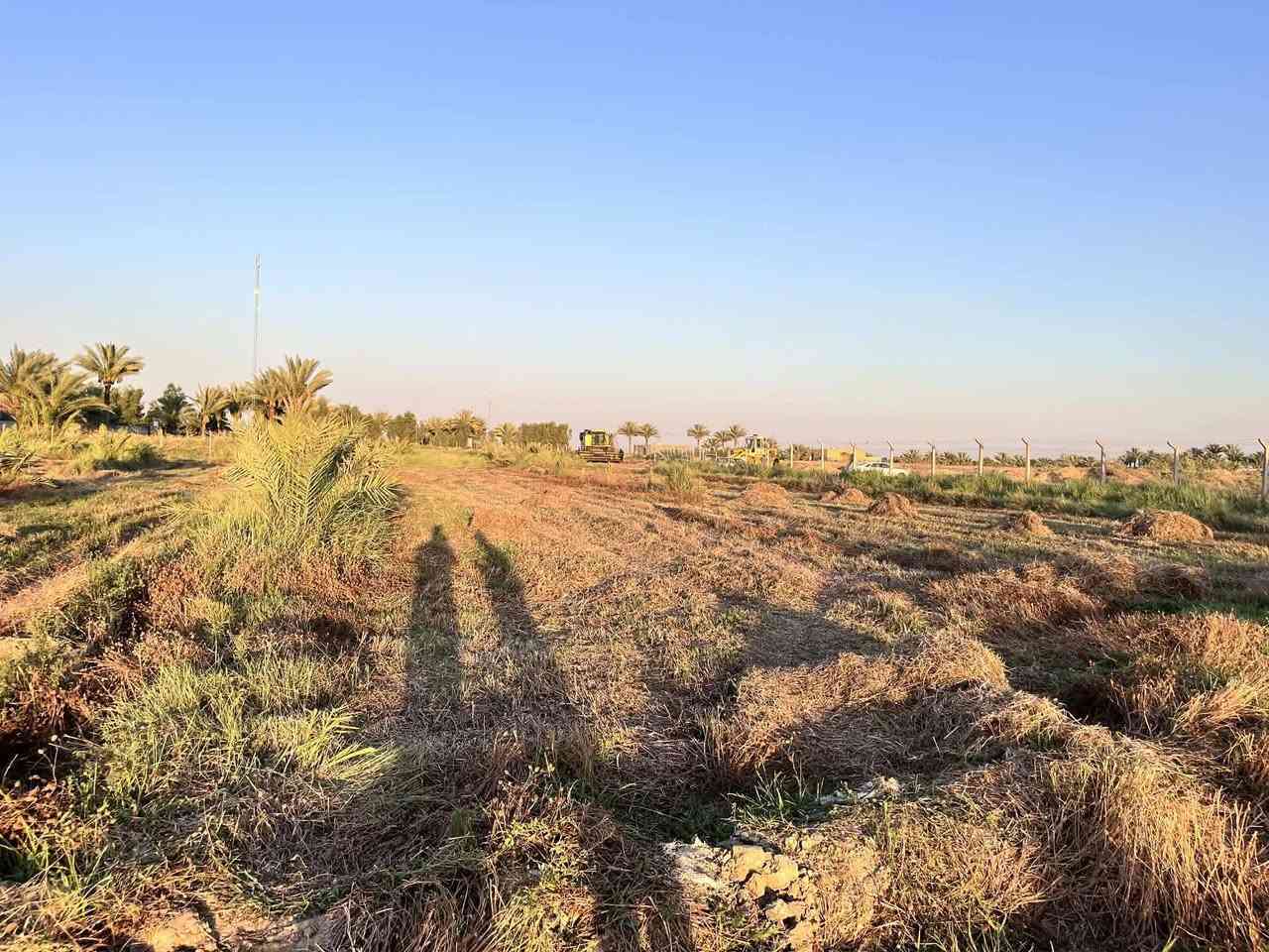 سلام عليكم موجود تبن برسيم للبيع مع شواريغ حشيش 5بشاير  للتواصل ‏‪***********‬‏

