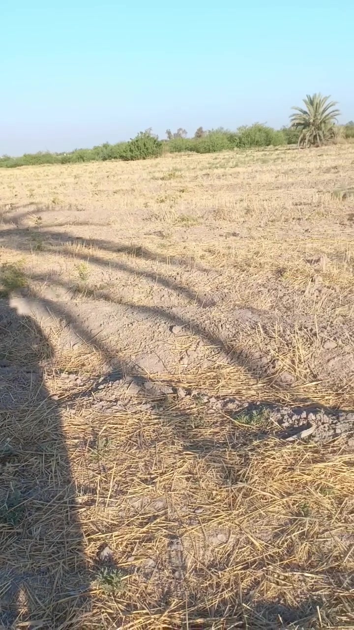 ارض زراعيه في قضاء المحاويل قريه خنفاره للاتصال على هذا الرقم
***********
