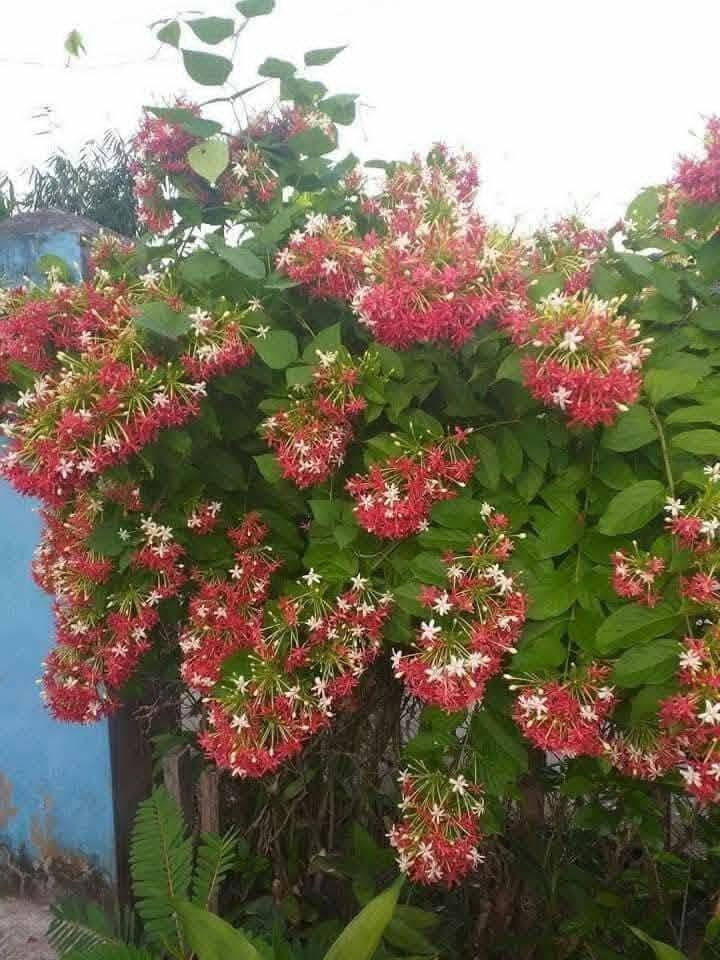 متوفر كافه انواع اشجار الياسمين للاستفسار 0795859898 يوجد خدمه التوصيل


**إذا كنت صاحب هذا الإعلان وتريد حذفه لأي سبب، رجاءا أرسل رسالة إلى الدعم الفني**