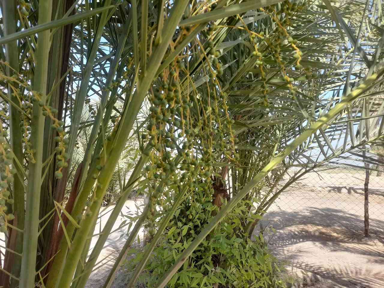 السلام عليكم
دونم مع بيت وحديقه للبيع 
العنوان كربلاء الابراهيميه قرب الامام نوح شارع ترابي 12متر 
‌
رقم الهاتف واتساب ***********
اتصال.      للاتصال  ***********
دونم ما مزروع يحتجاله زراعه 

ماء اساله جديد ومجاري دفن نكره 
الحديقه بيها 15،. 7 كبار حاملات تمر والباقي صغير واكو كبار بعده

‌البيت بيه 2غرف نوم وحده سندويج وبيها حمام داخلها. وحده عكاده البيت كله عكاده مطبخ وصحيات خارجيه وداخليه
مضيف 7م. طوله وعرضه 4م. 
نوع السند زراعي قرار محكمه گبل بسم المشتري 
سعر 95وبي مجال قليل قليل مداور بسم المشتري ثاني يوم
