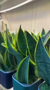 عرض خاص • الثلاثاء والاربعاء • التفاصيل بالفيديو