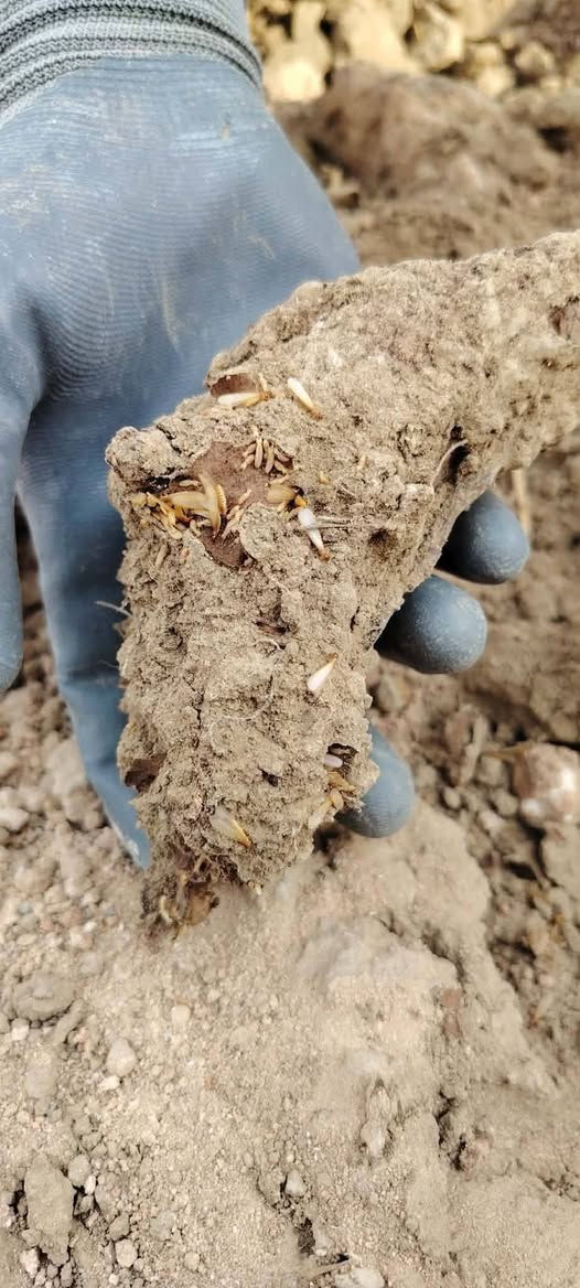 مكتب ابو علي الشمري لمكافحة الارضة المسما النملة البيضاء بكادر مختص وبي اجهزة ومواد فايروسية ناقل العدوة امركية المنتج ***********   علمآ عملنا جميع الامحافظات  م̷ـــِْن فنادق ومجمعات سكنية واشقق وبيوت زراعيه
