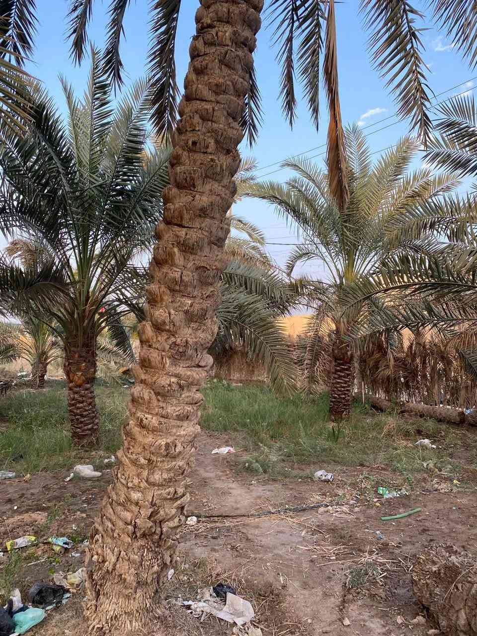 السلام عليكم ورحمة الله وبركاته
تتوفر قطعه ارض بمساحه ٤٠٠٠ متر 
طابو ملك صرف تحويل سهم بلاسم 
مثل ما موضح بصوره ارض صالحه لزراعه 
والنخيل ماشاءالله متنوع وبيها انواع من النخيل تتوفر كافه الخدمات ماء كهرباء 
شارع 🔟 متر الموقع بصره ابو الخصيب حمدان سعر الدونم ٤٧٥ وقابل للتفاوض 
للاستفسار عن العقار
***********
