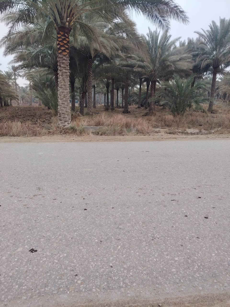 اللهم صل على محمد وال محمد
ارض للبيع المساحه 3 دونم طابو زراعي 25 تحويل باسم المشتري كربلاء الحسينيه منطقة البركه وجه شارع تبليط السعر الكلي ٣٢٥ الاستفسار ع الرقم ***********
