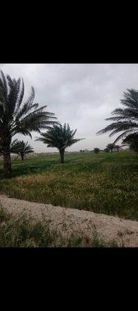 للبيع – أرض مميزة في بغداد / أبو غريب  للبيع أرض بمساحة 2 دونم ونصف في...