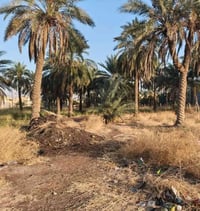 السريدات • ١ دونم • سند٢٥