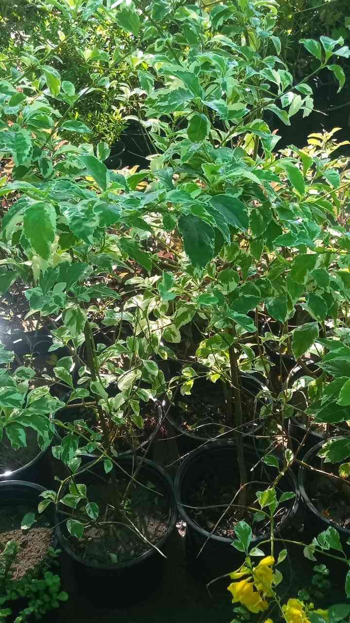 🌿🌸 عروض يوم الجمعة 🌸🌿

مشتل سيد خضير يرحب بيكم 🌱
اليوم عروض خاصة داخل المشتل على جميع أنواع الزرع والورود 🌷🪴
أسعار مناسبة وتشكيلة جميلة ترضي الجميع ✨

📍 العنوان: واسط - الصويرة - قرب محطة أم وليد
📞 للاتصال:
***********
***********

زورونا اليوم واستفادوا من عروض الجمعة 🌿

