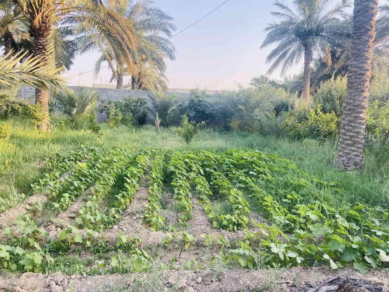 السلام عليكم
دونم للبيع طابو زراعي صرف 2500متر 

يحتوي على دارين ومشتمل وارض مزروعه نخيل واشجار 

الدار الاول بناء حديث قيد الانشاء والتشطيب 

يحتوي على استقبال 8ونص *5 وصاله ومطبخ وغرفتين نوم وصحيات داخليه وخارجيه 

طابوق جمهوري بناء حديث 2026

والدار الثاني يحتوي على استقبال وصاله ومطبخ و3 غرف نوم وصحيات داخليه وخارجيه وكراج وحديقه 

المشتمل يحتوي على استقبال وصاله ومطبخ وغرفه وصحيات 

العنوان / النعمانيه / قرب سيطرة الالبان القديمه 

يبعد 75 متر عن الشارع العام 

للاستفسار التواصل على الخاص او الاتصال على الرقم 

***********
