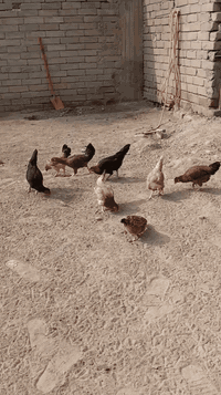 سلام عليكم متاح دجاجات امهات بياضات الوان حلوه وكهلن صاحيات وخير من الله سعر زوج 35 وبيهن مجال مكاني في قضاء الهوير تواصل على هاذ رقم ***********
