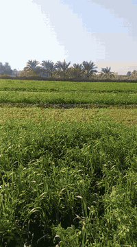 أبي غريب • ٣ دوانم • طابو زراعي