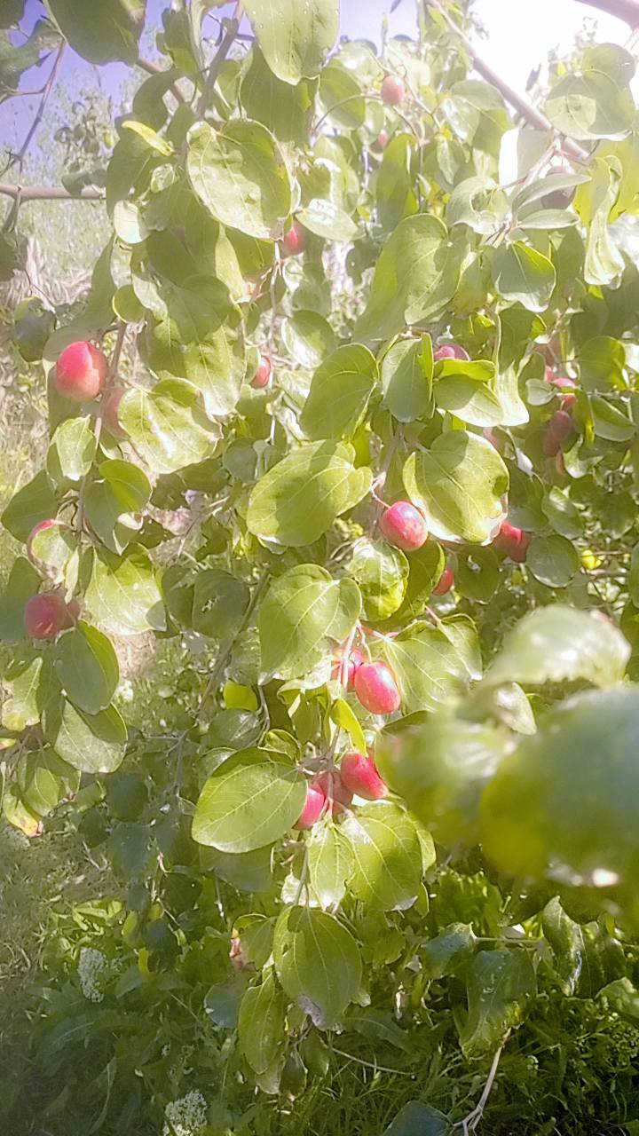 متوفر كادر لتطعيم السدر بانواعه وبأسعار تنافسية مع توفير اقلام سدر زيتوني وعرموطي واحمر باكستاني وتفاحي للاستفسار الاتصال على الارقام التاليه*********** /*********** اومراسله الصفحه
