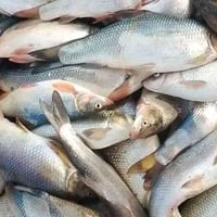 عرض اليوم كيلوين سمك كطان ب٧ مع توصيل مجاني ❤️❤️ يوجد سمك كاريبي ناعم ...