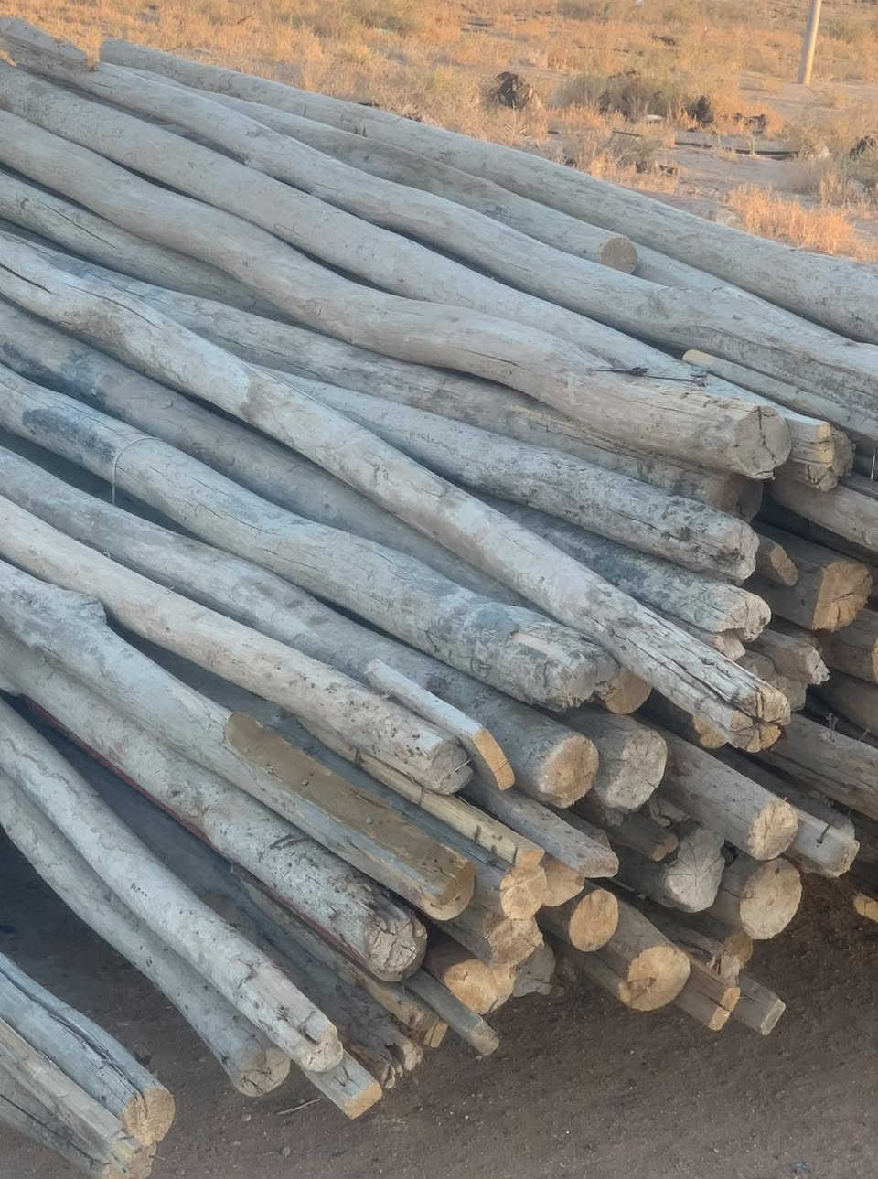 للبيع قوق طول 3.10 سم ***********
