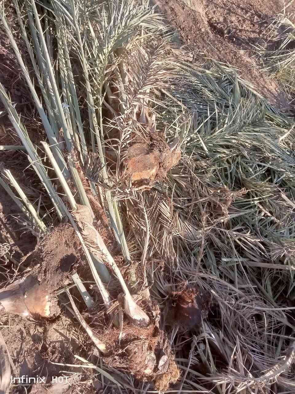 يوجد فسائل زهدي وخسته للبيع مثل الي بالصوره حجم من دبة الغاز وانته صاعد السعر 7الاف والي يريد كميه نداريه 

***********
