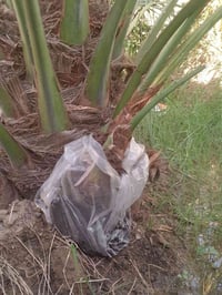 فسيله • برحيه • ١٨٠ حر