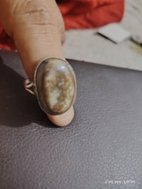داودي • قيم • واخذ