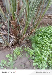 بلكه • عدد ٣ • سماوه