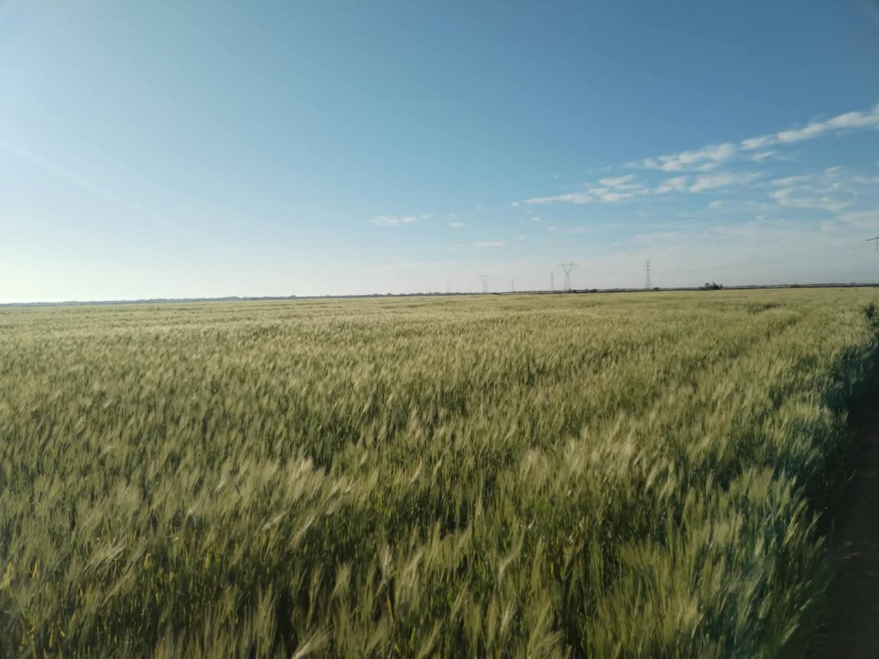 ارض زراعيه للبيع مساحه 200دونم تحتوي عله ١٠دوانم بستان مي متوفر وكهرباء محوله بس الهه للاستفسار علرقم ***********
