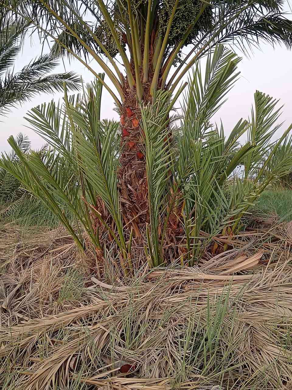 ادمن تره ماكو هيجي هاذا ثالث منشور ماتوافق عليه
بسم الله
يوجد لدينا فسائل زهدي وخستاوي بسعر مناسب
وحلاوي وشكر ولدينا كادر عمل لرش مبيد العناكب والغبار وبسعار مناسبه اليحب يتفضل خاص ويدلل


**إذا كنت صاحب هذا الإعلان وتريد حذفه لأي سبب، رجاءا أرسل رسالة إلى الدعم الفني**