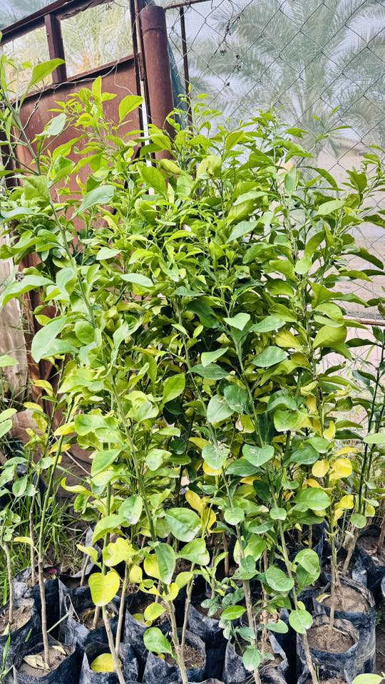 مسواك جديد بفضل الله 🌸♥️
كل عام وانتـم بخير 

توفر جميع الحمضيات 

برتقال مطعم عراقي سندان رتفاع مترتين 🍊
لومي حامض مطعم عراقي سندان رتفاع ٢ متر 🍋
لارنج مطعم سندان رتفاع ٢ متر 🍋‍🟩
لومي حلو جيس حمال مطعم  رتفاع ٢ متر 🍋‍🟩
لالنكي رتفاع متر ونص 🍋‍🟩🍊🍊🍊
لالنكي صيني توفر مطعم سندان رتفاع ٢ متر 
سندن حمال توفر سندان رتفاع متر ونص 
نبق تفاحي حمال رتفاع ٢ ونص متر 
زيتون خستاوي 
ورد متسلق جهنميً جميع الوان ♥️😍❤️‍🔥💞
ورد جوري ايراني متسلق ♥️🌸😍

لاستفسار *********** 

عنوان 🛑مشتل الدجيل شارع بلديه نهايته عل محيط ⚠️
يوجد لدينا خدمه توصيل 🚚♥️
